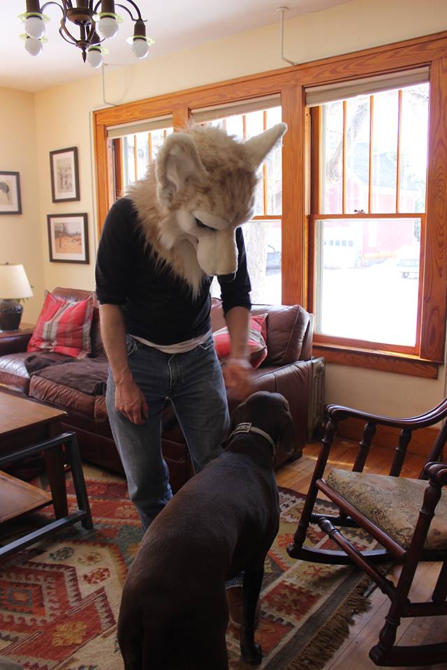 fursuit wolf head by sans souci studios visiting with dogs