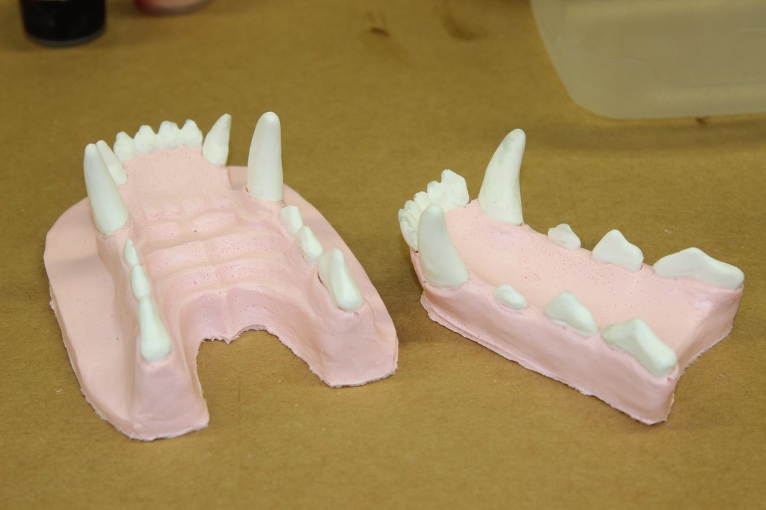 Resin canine jawset cast in two colors
