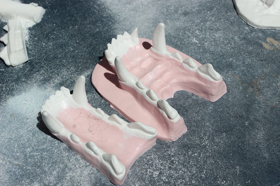 Resin canine  jawset cast in two colors