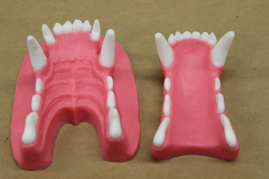 Resin canine jawset  cast in two colors