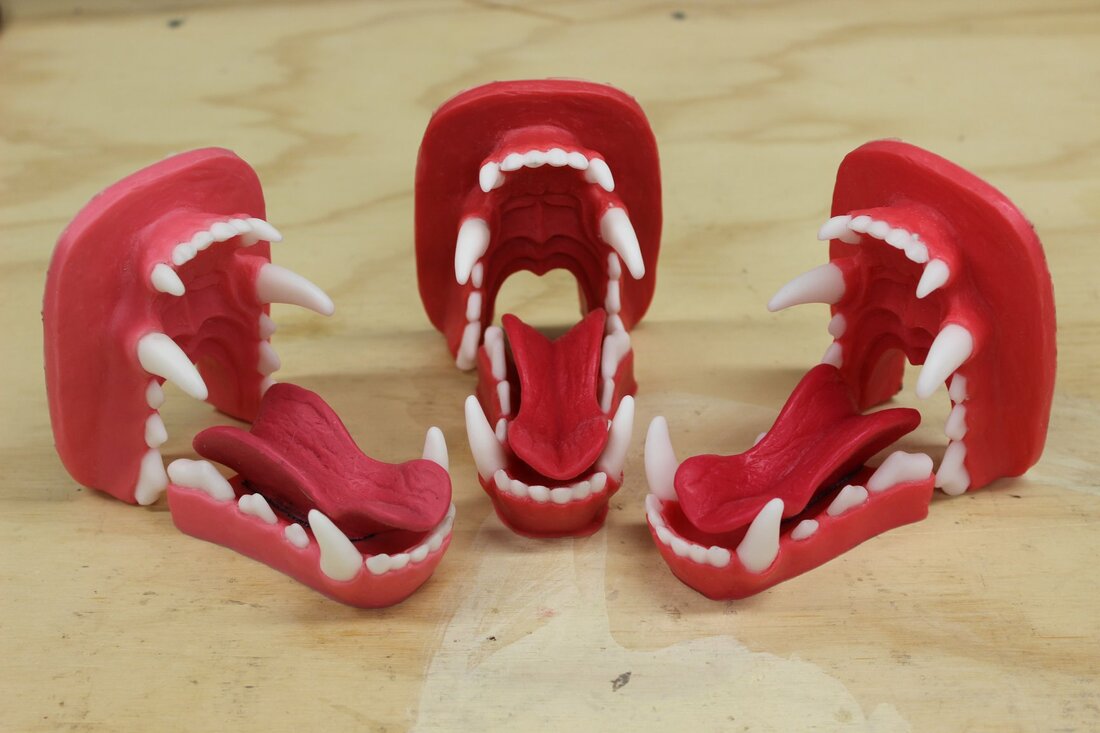 Resin canine jawsets cast in two colors