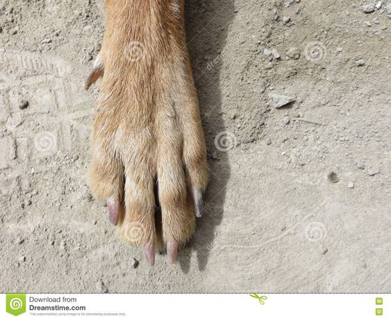 reference picture for canine paw