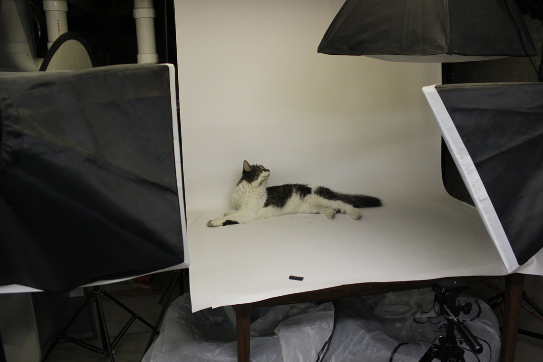 cat in a photo setup in a fursuit costuming studio