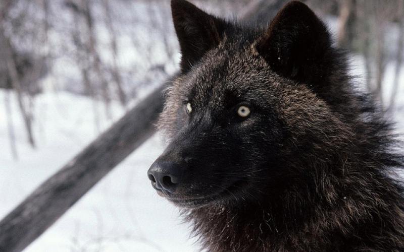 Black and brown wolf